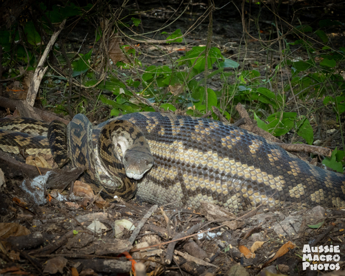 Australian Scrub Python sighting
