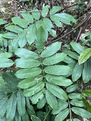 Millettia pachycarpa