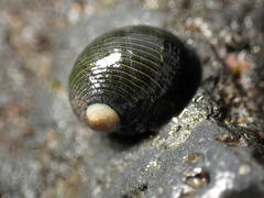 Nerita picea
