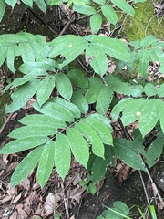 Millettia pachycarpa