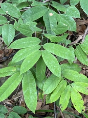 Millettia pachycarpa