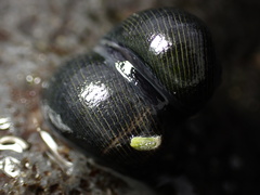 Nerita picea