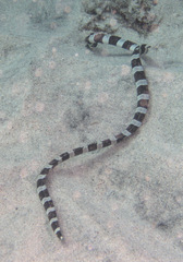 Myrichthys colubrinus