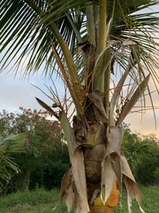 Cocos nucifera
