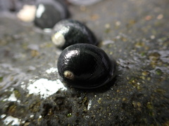 Nerita picea