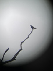 Gracula religiosa