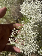 Cassinia laevis