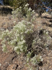 Cassinia laevis