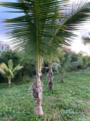 Cocos nucifera