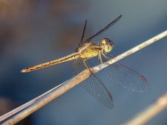 Neurothemis intermedia