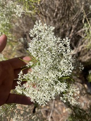 Cassinia laevis