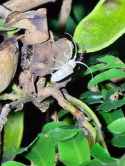 Prosoplus bankii