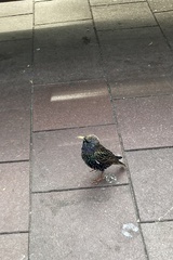 Sturnus vulgaris