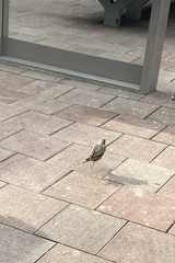 Sturnus vulgaris