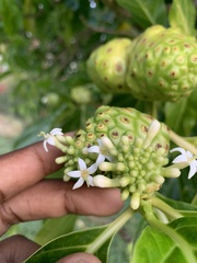 Morinda citrifolia