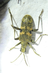 Rhagium mordax