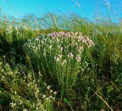 Jurinea stoechadifolia