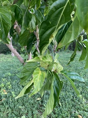 Morinda citrifolia