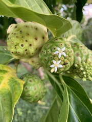 Morinda citrifolia