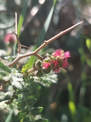 Sarcopoterium spinosum