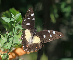 Papilio dardanus