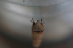 Lebeda nobilis