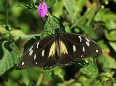 Papilio dardanus