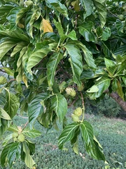 Morinda citrifolia