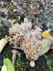 Artomyces pyxidatus