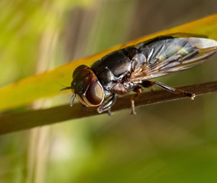Duomyia