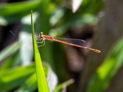 Agriocnemis pygmaea