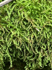 Selaginella heterostachys