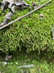 Selaginella heterostachys