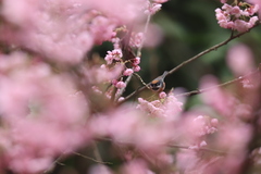 Aegithalos concinnus