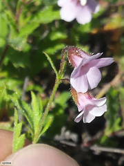 Hermannia verdoorniae