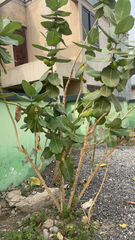Calotropis procera