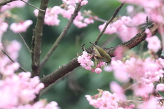 Aethopyga christinae