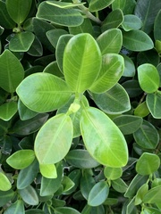 Ficus microcarpa