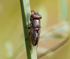 Duomyia