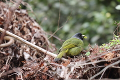 Spizixos semitorques