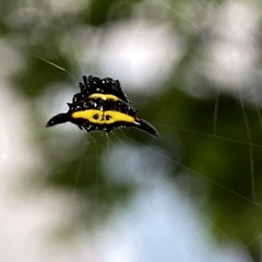 Gasteracantha hecata