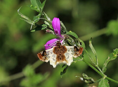 Netrobalane canopus