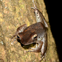 Polypedates colletti