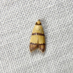 Heteroteucha distephana