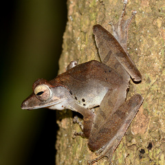 Polypedates colletti