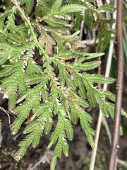 Selaginella moellendorffii
