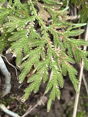 Selaginella moellendorffii