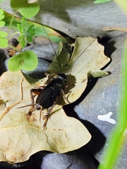Teleogryllus commodus