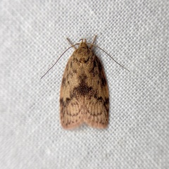 Oligoloba severa