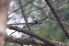 Picumnus innominatus